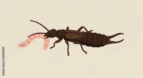 Common Earwig Biting Worm Vector Illustration – Insect and Parasite Drawing for Education or Science Art