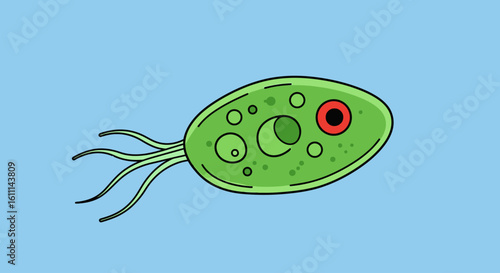 Euglena Structure Vector Illustration – Labeled Diagram of a Microscopic Organism