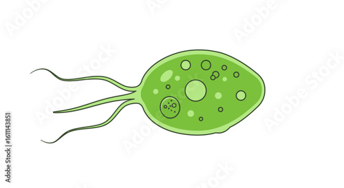 Euglena Structure Vector Illustration – Labeled Diagram of a Microscopic Organism
