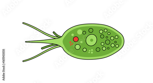 Euglena Structure Vector Illustration – Labeled Diagram of a Microscopic Organism