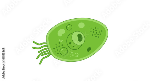 Euglena Structure Vector Illustration – Labeled Diagram of a Microscopic Organism