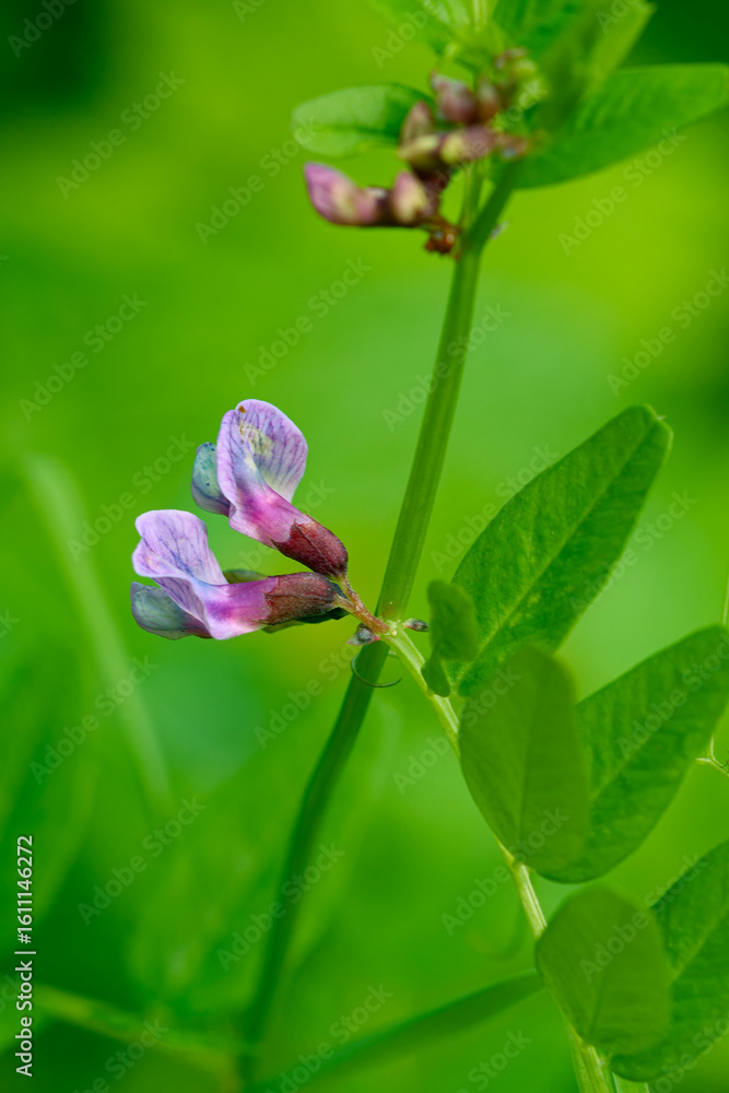Zaun-Wicke (Vicia sepium) Zaun-Wicke (Vicia sepium)