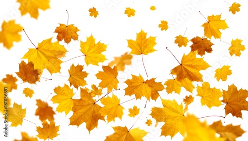 Autumn leaves falling