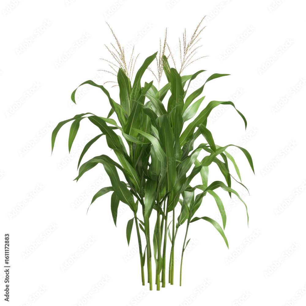 Fototapeta premium Corn isolated on transparent background