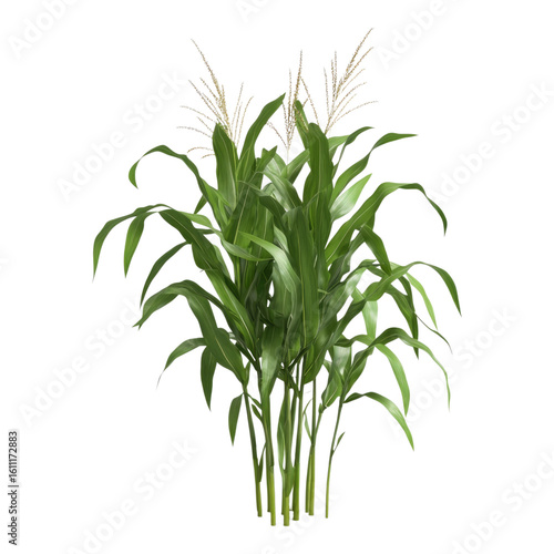 Corn isolated on transparent background