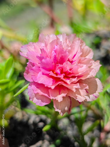 pink peony flower
