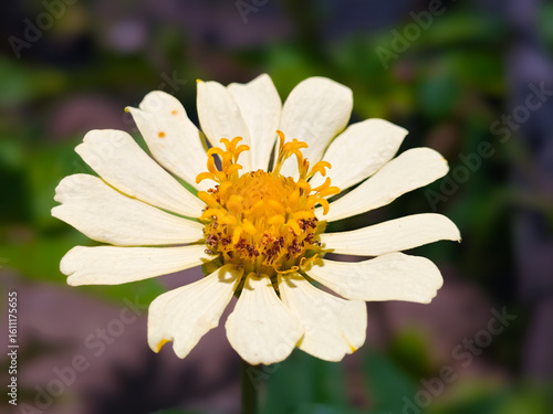 White zinnia flower with 