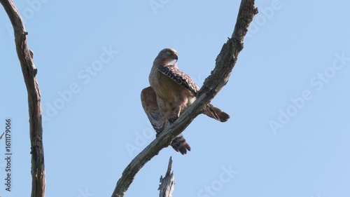 Red-shouldered Hawk Grooming its Feathers
