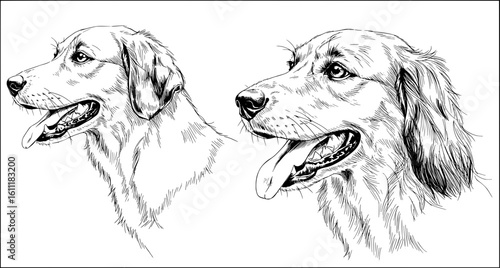 Detailed illustrations of two golden retriever dogs, expressive and friendly, perfect for animal lovers