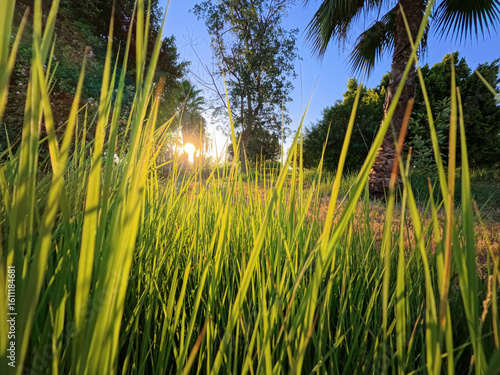 Grass meadow in rural countryside landscape setting with closeup of green plants and dawn sunrise