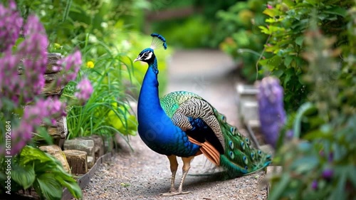 Wallpaper Mural Peacock in a garden pathway Torontodigital.ca