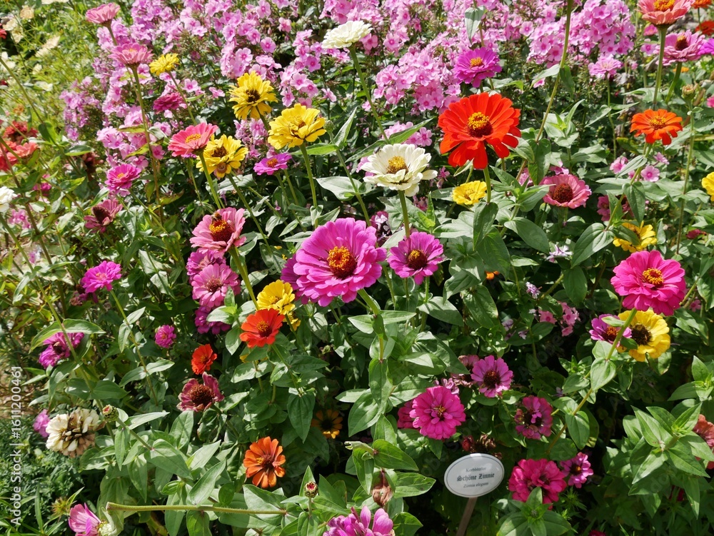 Fototapeta premium Bauerngarten im Botanischen Garten, Hamburg