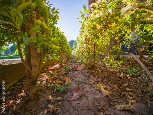 Closeup detail of a small azalea bush with variegated leaves in garden