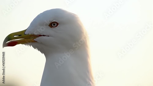 Extreme Close Up of A White Seagull with Orange Eyes and Yellow Beak