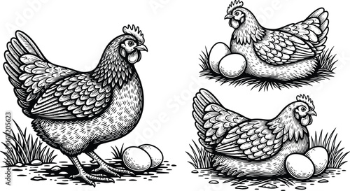Black and white illustration of chickens with eggs in a detailed engraved style drawing design