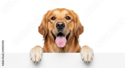 Happy Golden Retriever dog portrait holding blank banner isolated PNG with Transparent Background