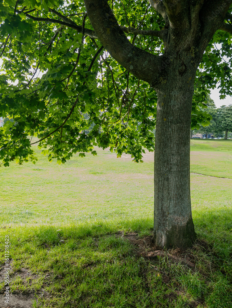 Fototapeta premium Edinburgh, Scotland, United Kingdom