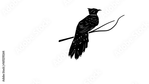 Pavonine Cuckoo bird, black isolated silhouette