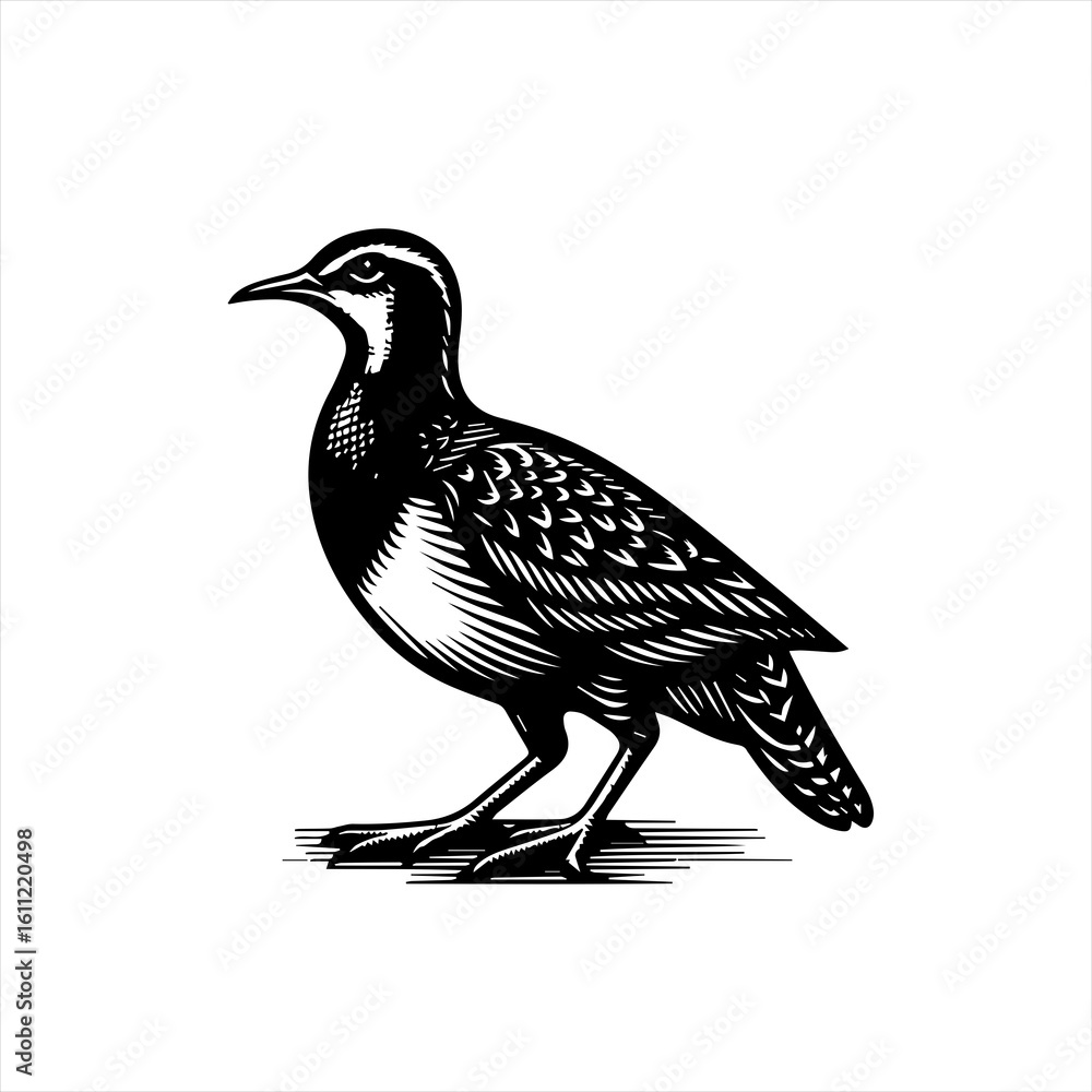 Obraz premium Quail illustration isolated on white background