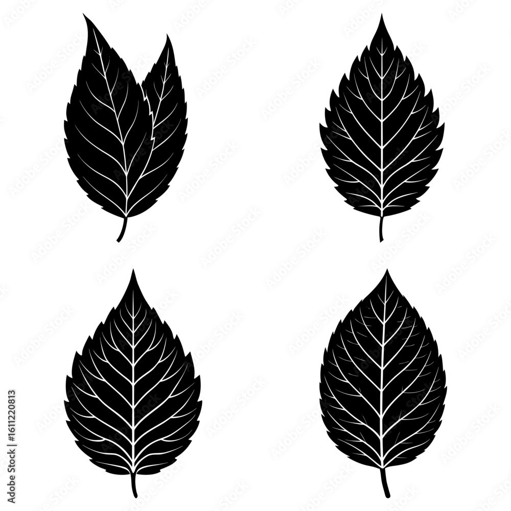 Fototapeta premium Four black leaves with detailed venation arranged on a white background in a symmetrical pattern
