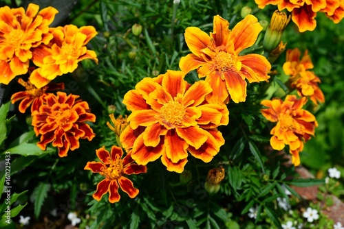 Studentenblume