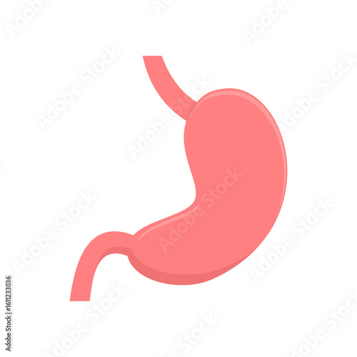 stomach. internal organs. anatomy. health theme. digestive system. vector illustration