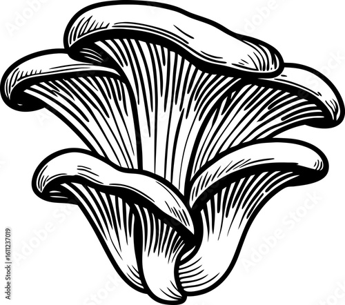 Oyster mushroom illustration black and white drawing of edible wild fungus, organic vegetarian food design
