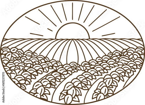 Sunrise over cultivated farmland with vegetable rows agricultural field landscape, harvest morning view