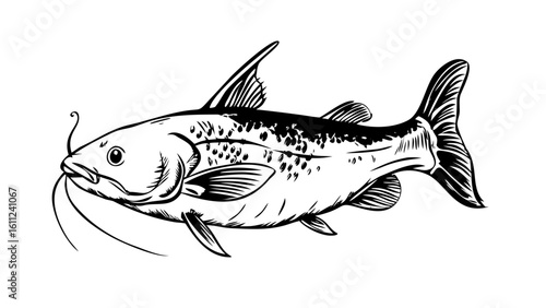 Detailed black and white illustration of a catfish