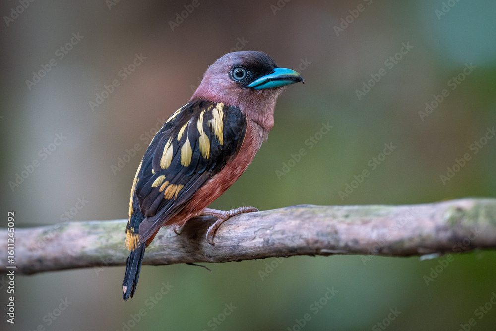 Fototapeta premium Banded Broadbill