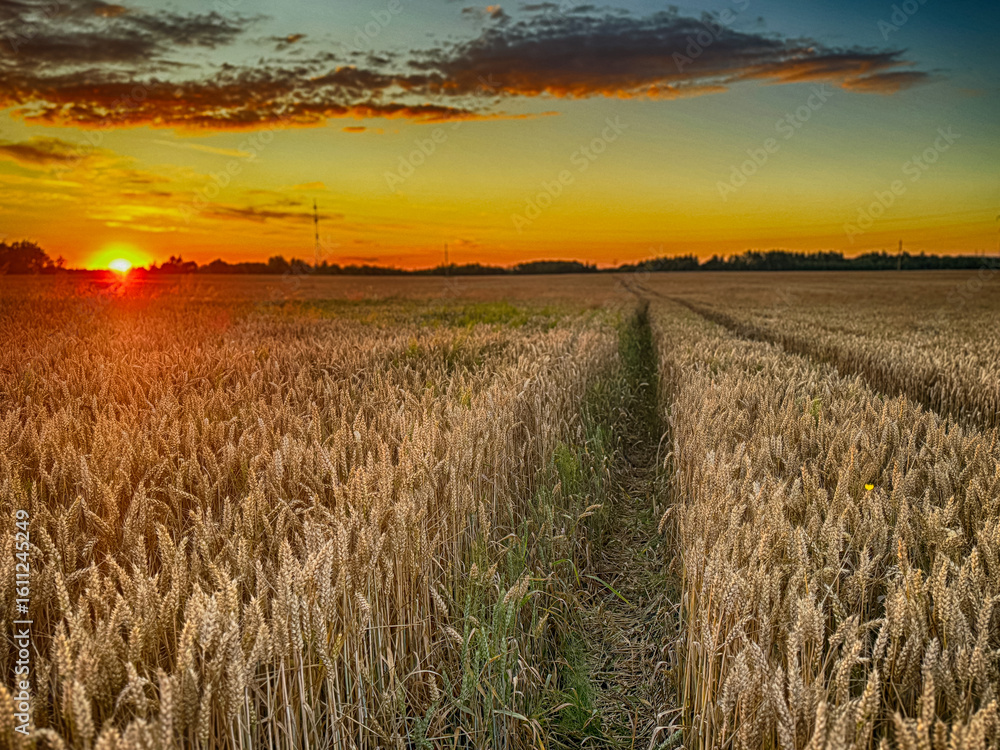 Obraz premium Golden wheat field at sunset, glowing in warm evening light. Serene rural landscape with rich textures, vibrant colors, and a peaceful summer atmosphere. 