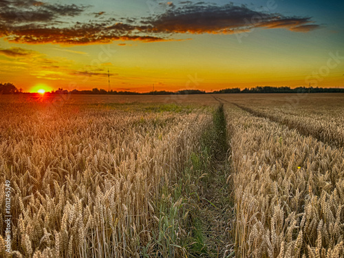 Golden wheat field at sunset, glowing in warm evening light. Serene rural landscape with rich textures, vibrant colors, and a peaceful summer atmosphere. 