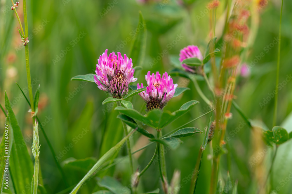 Fototapeta premium Meadow clover is a low-growing plant with trifoliate leaves and round pinkish-purple flower heads. It decorates fields, attracts bees, and enriches the soil with natural nitrogen.