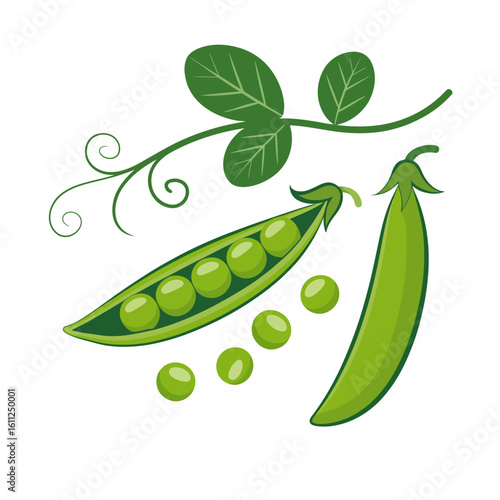 Fresh Green Peas in Pods with Vine and Leaves Illustration for Healthy Eating and Vegetarian Food Concepts