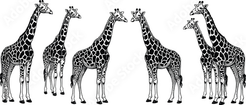 Group of giraffes illustration – detailed hand-drawn African giraffe vector set in various poses, wildlife animal drawing collection
