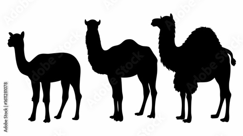 Silhouette depiction showcasing three camels with varying hump sizes standing side by side on a white backdrop | editable eps vectors