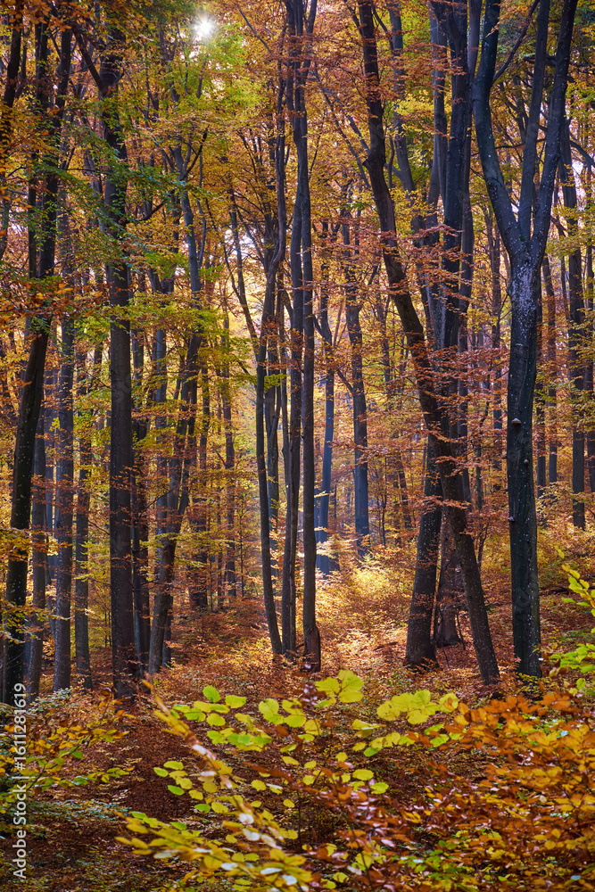 Obraz premium An autumn beech forest on a sunny day. Shades of bronze in the autumn leaves.