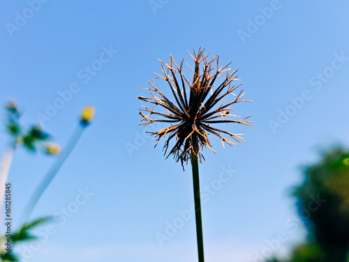 dandelion against blue sky