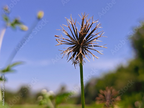 dandelion in the sky