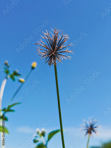 dandelion on blue sky background