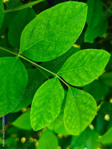 Wallpaper Mural fresh green leaves Torontodigital.ca
