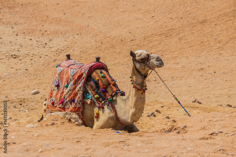 Fototapeta premium Camels sit down at Pyramids of Giza panorama, sand desert tourism area waiting for tourist rider to enjoy adventure travel holiday, shot is selective focus with shallow depth of field