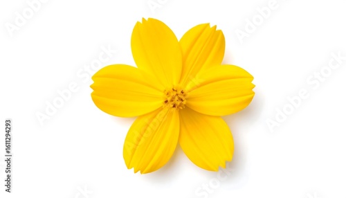 A vibrant yellow flower in full bloom, centered against a plain white background