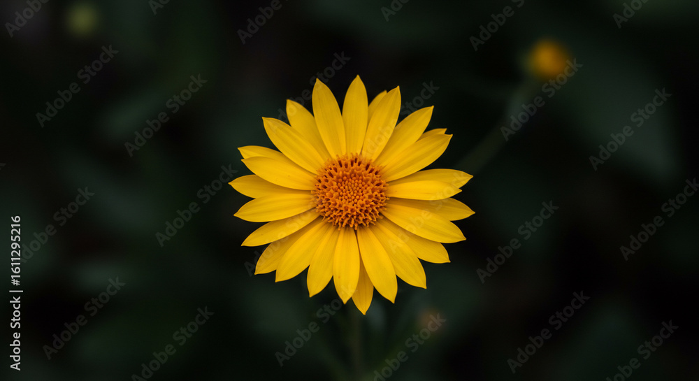 Obraz premium A vibrant yellow daisy-like flower with a textured orange center, captured in a close-up shot against a blurred dark green foliage background.