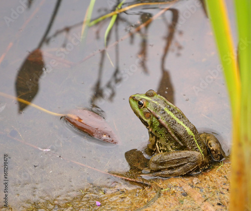 Canvas Print Frog amphibian sitting at side of pond in summer