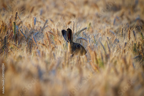 European Brown Hare Hiding in Golden Wheat Field During Golden Hour