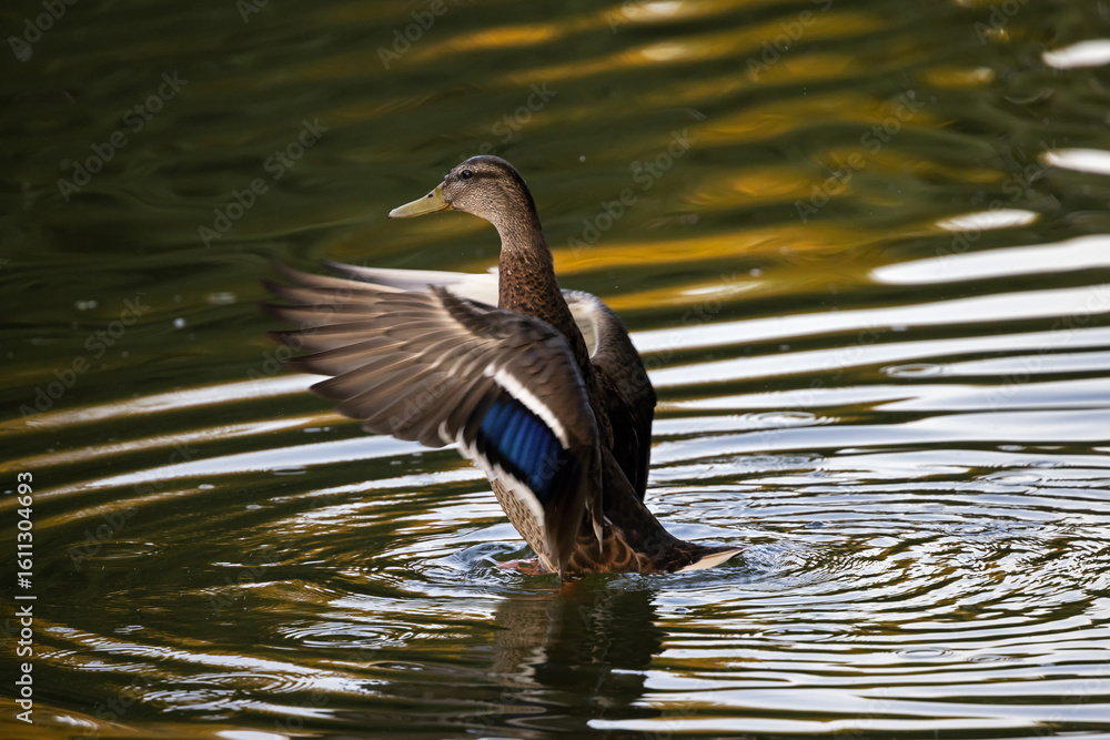 Obraz premium Mallard duck (female) enjoys the good summer weather on a pond in one of Moscow parks