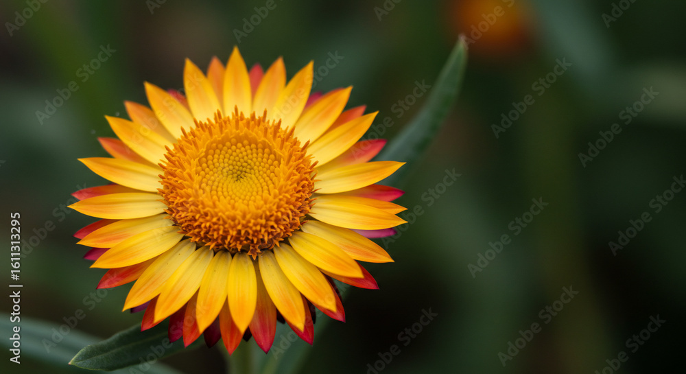 Fototapeta premium A vibrant strawflower blossom displays bright yellow petals tipped with red, set against a blurred green background of leaves and stems.