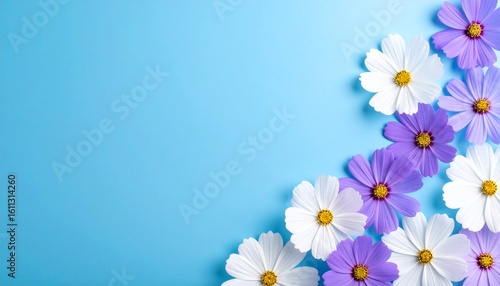 White and Purple Cosmos Flowers Arranged on Bottom Right Corner Against Solid Blue Backdrop Minimal Floral Visual