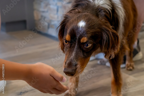 One Curious Brown Dog Sniffing a Hand Indoors.